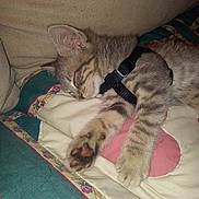 Lilith Marie is registered to the contest to win money with this photo: kitten, sleeping, paw, harness, quilt, blanket, cat, fur, cute, resting, indoor, pet, animal, cozy, soft, relaxed, closeup, tabby, striped, young