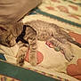 Lilith Marie is registered to the contest to win money with this photo: kitten, sleeping, cat, harness, bed, quilt, furniture, indoor, resting, cute, pet, animal, cozy, soft, fur, peaceful, comfort, young, domestic, relaxation