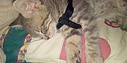 Lilith Marie is registered to the contest to win money with this photo: kitten, sleeping, gray_tabby, paw, quilt, fabric, harness, closeup, pet, animal, cute, domestic_cat, resting, feline, soft, fur, indoor, cozy, young_cat, peaceful
