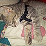 kitten, sleeping, gray_tabby, paw, quilt, fabric, harness, closeup, pet, animal, cute, domestic_cat, resting, feline, soft, fur, indoor, cozy, young_cat, peaceful