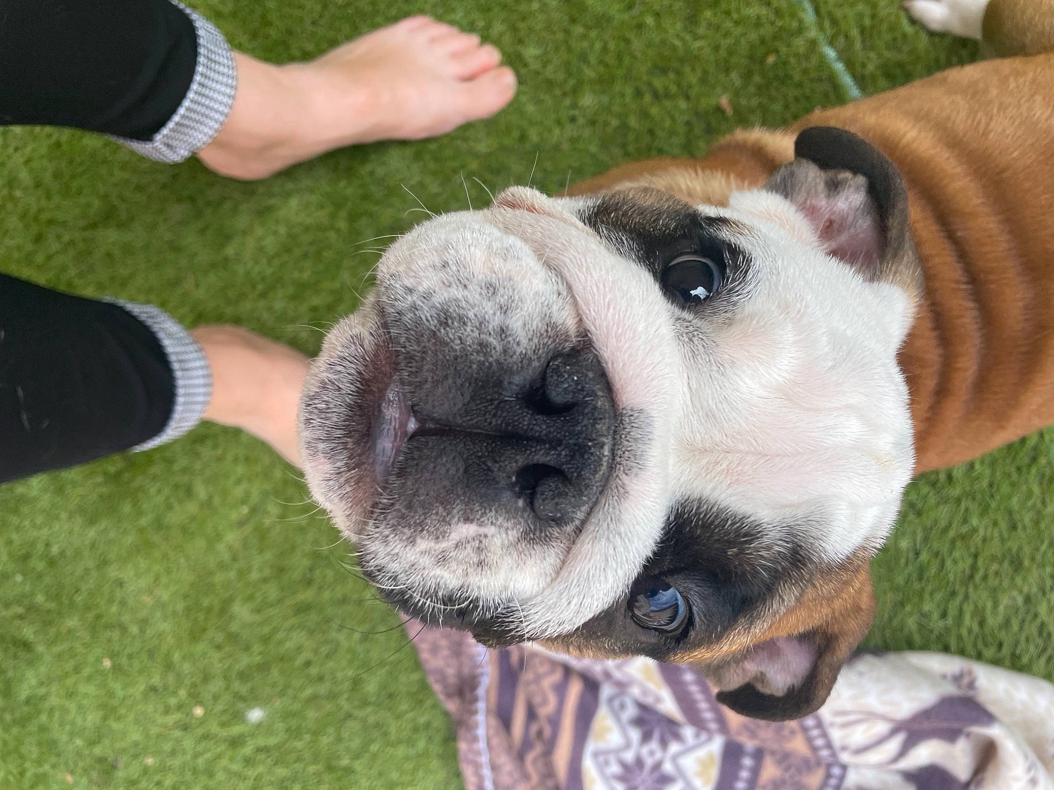 Stanley a rejoint le concours — aidez-le/la à gagner de superbes lots ! australian_bulldog, canidae, carnivore, collar, companion_dog, dog, dog_breed, dog_collar, ear, eye, fawn, fur, grass, leash, puppy_love, snout, sporting_group, whiskers, working_animal, wrinkle