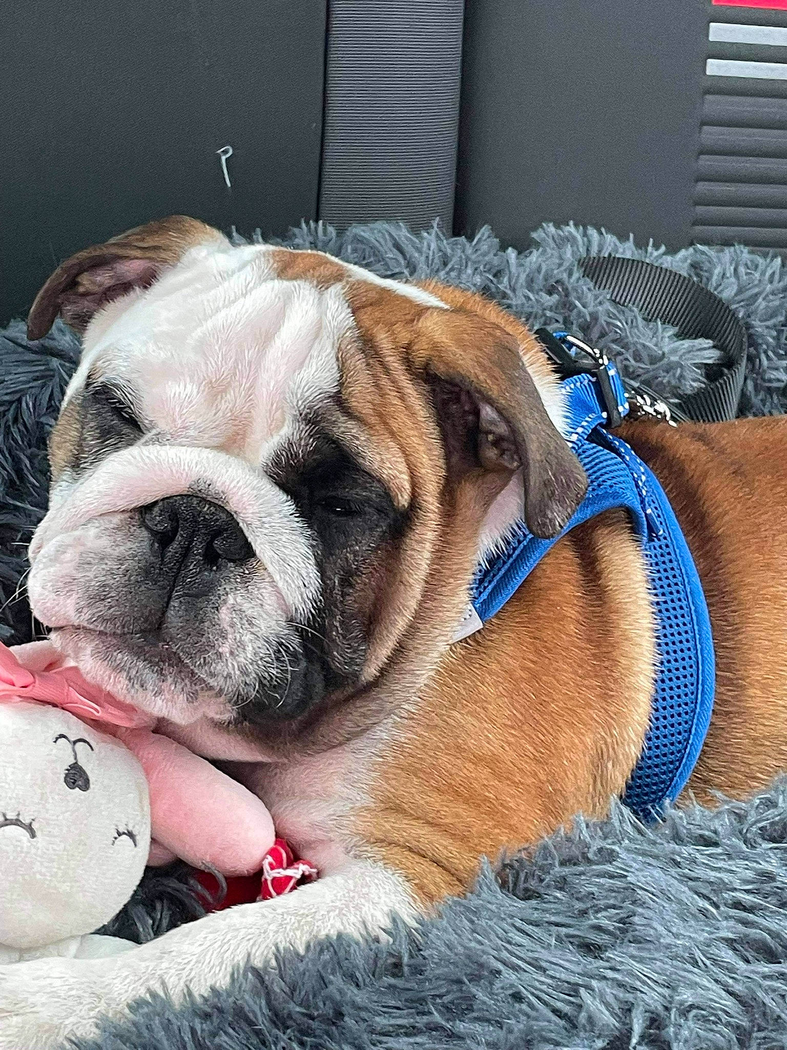 Stanley participe au concours pour gagner de l'argent avec cette photo : bulldog, carnivore, collar, comfort, companion_dog, dog, dog_breed, dog_collar, dog_supply, electric_blue, fawn, fur, leash, paw, pet_supply, snout, sporting_group, terrestrial_animal, whiskers, wrinkle