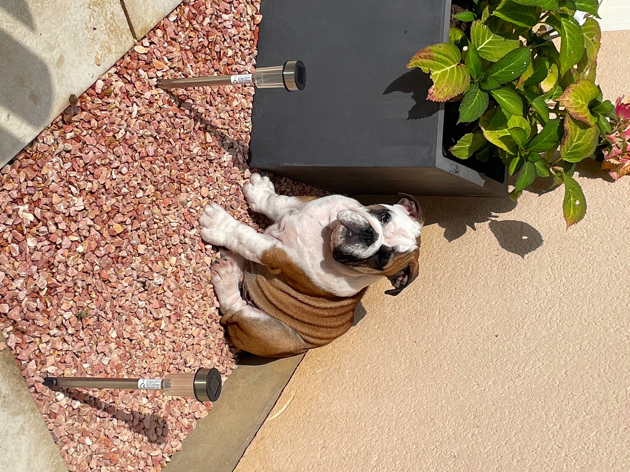 Stanley participe au concours pour gagner de l'argent avec cette photo : carnivore, companion_dog, concrete, dog, facade, fawn, felidae, floor, flooring, grass, house, human_leg, plant, road_surface, room, sculpture, sidewalk, stairs, tail, wood
