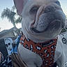 Blonde is registered to the contest to win money with this photo: dog, french_bulldog, pet, animal, wrinkled_face, large_ears, harness, orange, patterned_clothing, sitting, outdoor, sunlight, backyard, palm_tree, house, blanket, close_up, portrait, funny_expression, instagram_story
