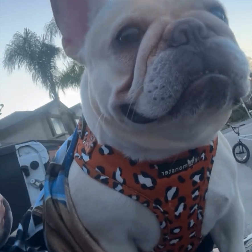 Blonde is registered to the contest to win money with this photo: dog, french_bulldog, pet, animal, wrinkled_face, large_ears, harness, orange, patterned_clothing, sitting, outdoor, sunlight, backyard, palm_tree, house, blanket, close_up, portrait, funny_expression, instagram_story