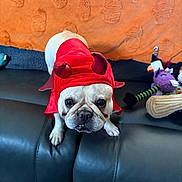 Blonde joined the competition — help win amazing prizes! dog, french_bulldog, pet, costume, red_costume, hat, superhero, portrait, indoors, couch, leather, plush_toy, toy, blanket, orange, black, white, face, eyes, funny