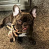 dog, french_bulldog, puppy, pet, canine, brindle, wrinkles, large_ears, brown_fur, black_fur, pink_tongue, bow, collar, sitting, indoor, carpet, floor, home, portrait, cute
