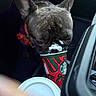 dog, french_bulldog, pet, animal, whipped_cream, coffee_cup, starbucks, festive, holiday, car, car_interior, close_up, portrait, ears, muzzle, nose, brown, black, funny, snacking