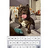 dog, french_bulldog, pet, animal, tongue_out, standing, couch, sofa, living_room, indoor, toy, blanket, portrait, wrinkled_face, black_dog, brown_dog, white_chest, smartphone, screenshot, keyboard