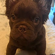 Channel is registered to the contest to win money with this photo: dog, puppy, french_bulldog, brown_dog, portrait, close_up, sitting, indoors, bed, bedding, fur, ears, wide_eyes, snout, pet, companion_animal, cute, home, warm_lighting, photography