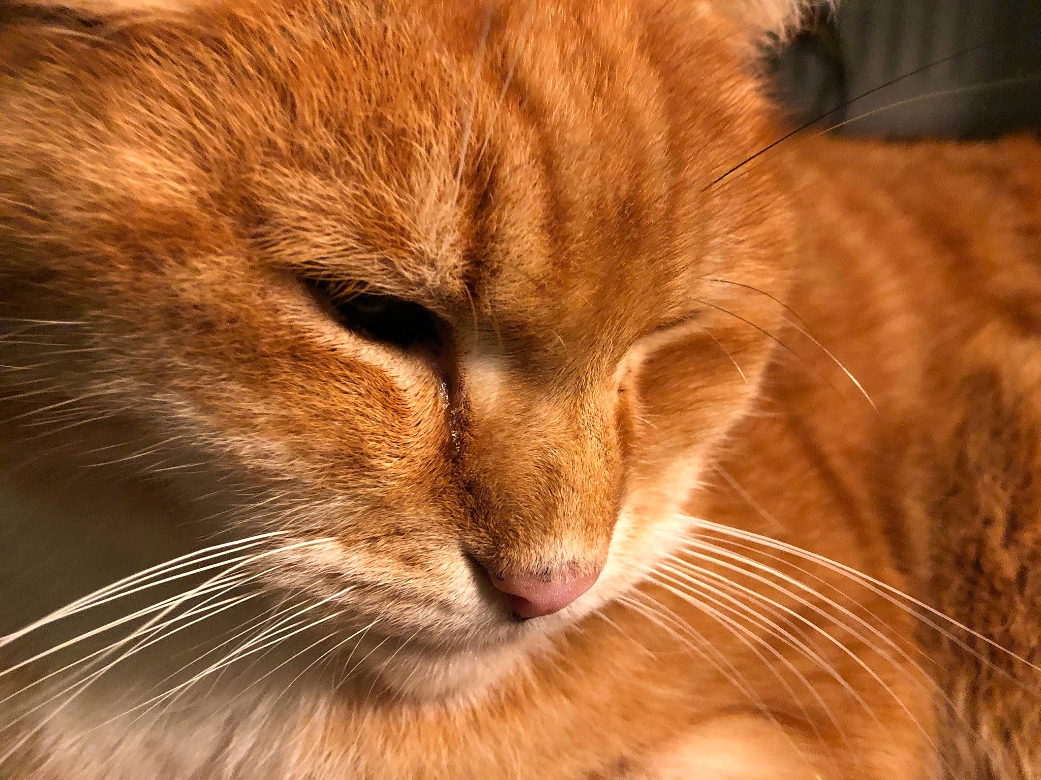 Arthur joined the competition — help win amazing prizes! brown, carnivore, cat, close_up, comfort, domestic_short_haired_cat, ear, fang, fawn, felidae, fur, nap, paw, sleep, small_to_medium_sized_cats, snout, tail, terrestrial_animal, whiskers, wildlife