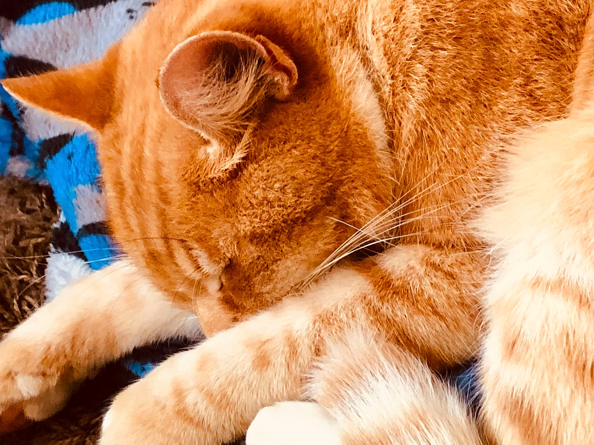 Arthur is registered to the contest to win money with this photo: carnivore, cat, claw, comfort, domestic_short_haired_cat, eye, fawn, felidae, fur, grass, human_leg, paw, peach, small_to_medium_sized_cats, snout, tail, terrestrial_animal, whiskers, wildlife, wrinkle
