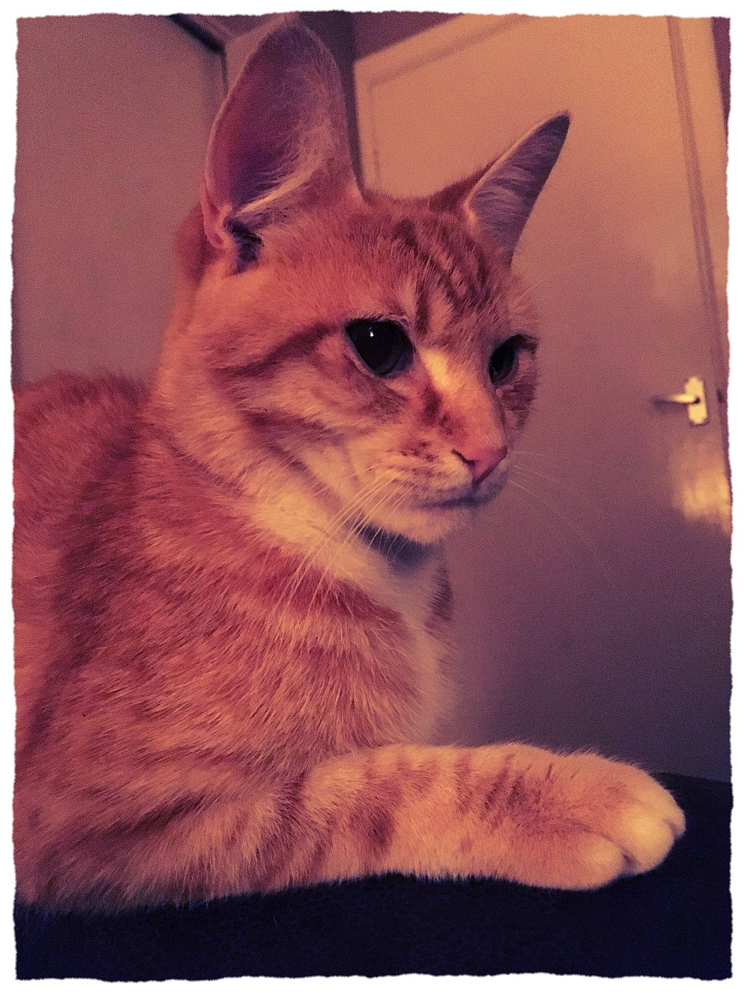 Arthur joined the competition — help win amazing prizes! art, carnivore, cat, domestic_short_haired_cat, door, felidae, fur, paw, rectangle, small_to_medium_sized_cats, snapshot, snout, square, stock_photography, tail, tints_and_shades, visual_arts, whiskers, window, wood