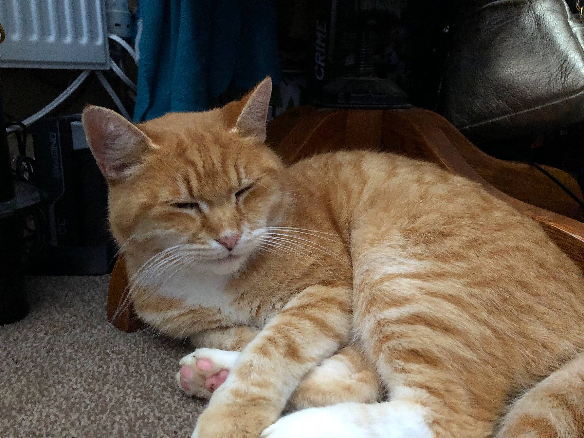 Arthur joined the competition — help win amazing prizes! carnivore, cat, chair, claw, comfort, domestic_short_haired_cat, fawn, felidae, fur, nap, paw, sitting, small_to_medium_sized_cats, snout, tail, terrestrial_animal, whiskers, wood