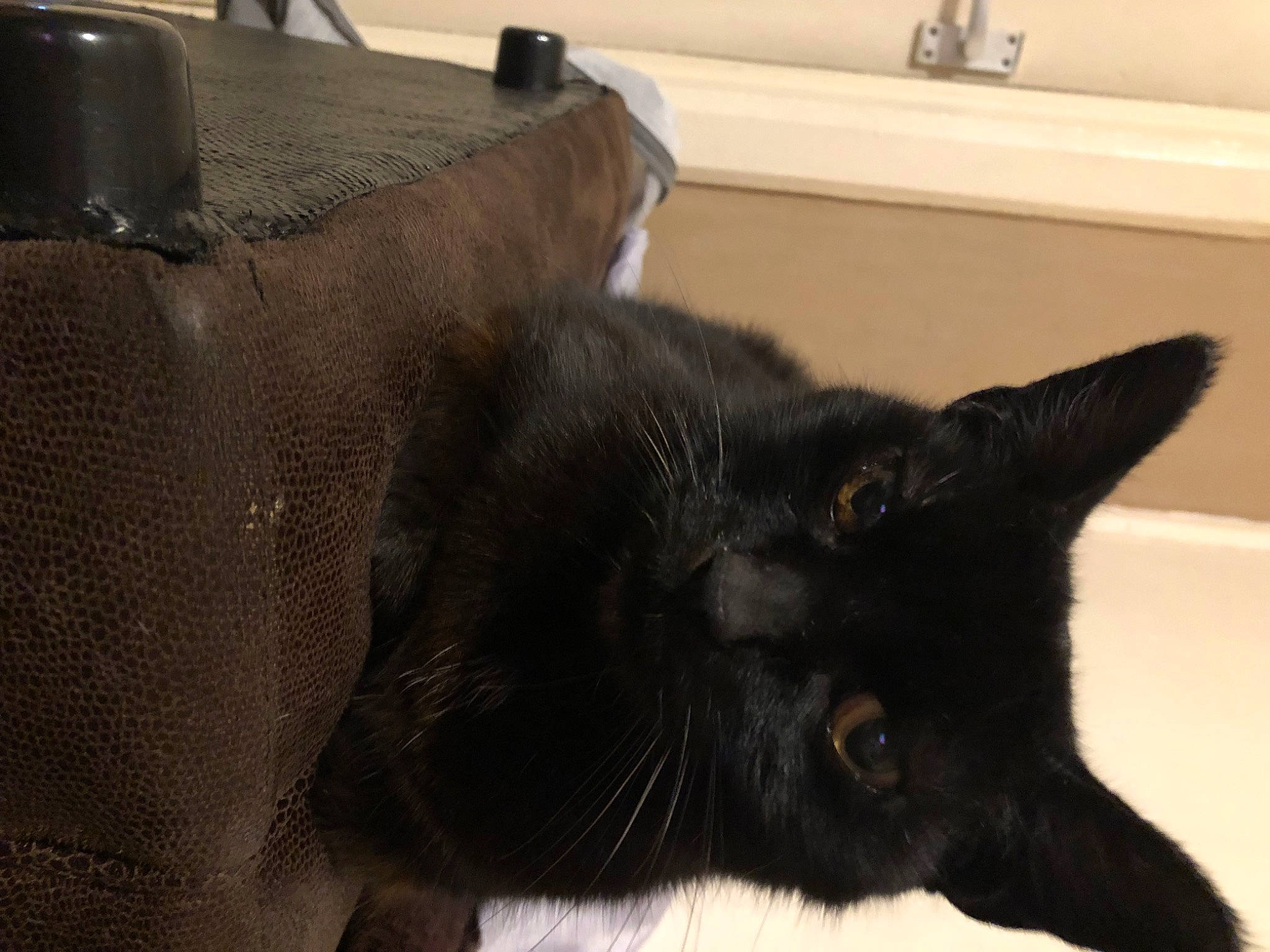 Merlin is registered to the contest to win money with this photo: black_cat, bombay, carnivore, cat, claw, domestic_short_haired_cat, felidae, fur, hardwood, small_to_medium_sized_cats, snout, tail, terrestrial_animal, whiskers