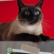 Yoyo participe au concours pour gagner de l'argent avec cette photo : animal, cat, closeup, curious, domestic, ears, feline, household, indoor, lying_down, mammal, metal_surface, paws, pet, portrait, red_wall, refrigerator, siamese, whiskers, wide_eyes