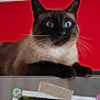 animal, cat, closeup, curious, domestic, ears, feline, household, indoor, lying_down, mammal, metal_surface, paws, pet, portrait, red_wall, refrigerator, siamese, whiskers, wide_eyes