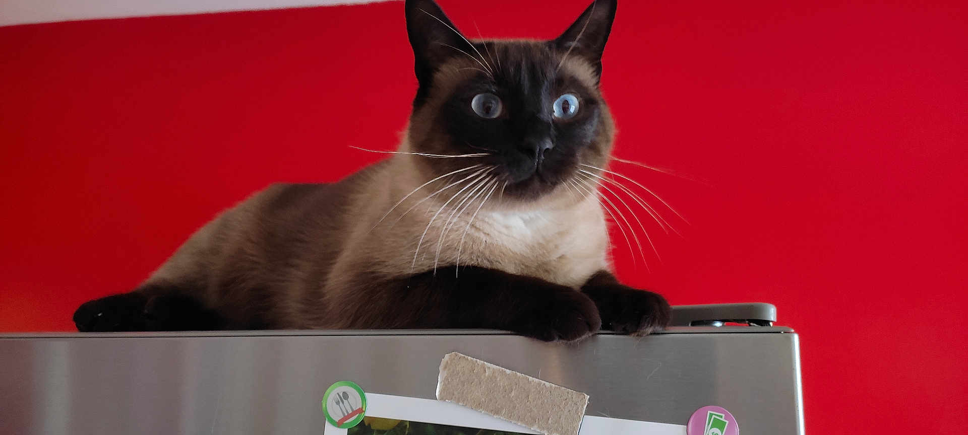 Yoyo participe au concours pour gagner de l'argent avec cette photo : animal, cat, closeup, curious, domestic, ears, feline, household, indoor, lying_down, mammal, metal_surface, paws, pet, portrait, red_wall, refrigerator, siamese, whiskers, wide_eyes