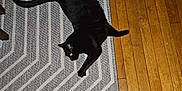 Sammy is registered to the contest to win money with this photo: black_cat, cat, rug, patterned_rug, wooden_floor, bare_feet, jeans, indoor, flooring, pet, animal, relaxed, sprawled, home, casual, domestic, feline, cozy, floor, living_space