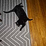 black_cat, cat, rug, patterned_rug, wooden_floor, bare_feet, jeans, indoor, flooring, pet, animal, relaxed, sprawled, home, casual, domestic, feline, cozy, floor, living_space