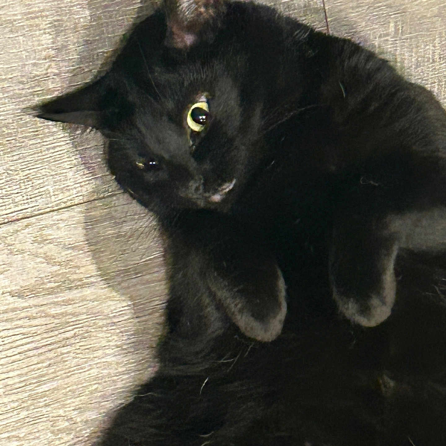 Sammy joined the competition — help win amazing prizes! animal, black_cat, cat, close_up, curious, cute, domestic_animal, feline, floor, fur, indoor, lying_down, paws, pet, playful, relaxed, shadow, whiskers, wide_eyes, wooden_floor