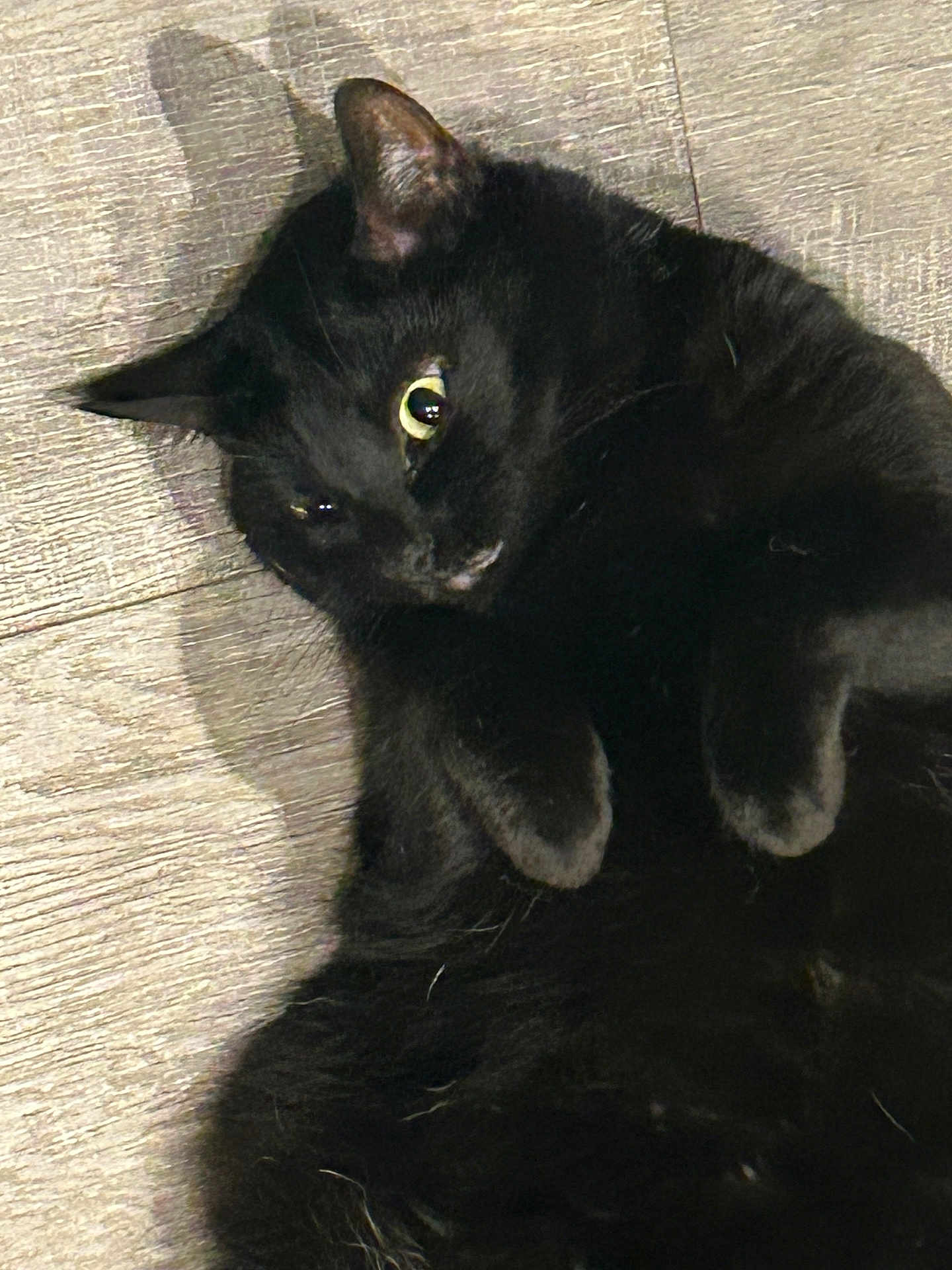Sammy