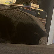 Sammy joined the competition — help win amazing prizes! cat, black_cat, sleeping, indoor, books, stack, water_wipes, gray, texture, furniture, clutter, shadow, dim_light, cozy, resting, pet, animal, home, soft, quiet