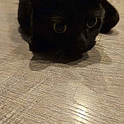 Sammy is registered to the contest to win money with this photo: alert, animal, black_cat, cat, closeup, crouching, ears, eyes, feline, floor, home, indoor, mysterious, pet, quiet, quiet_moment, shadow, texture, whiskers, wooden_floor