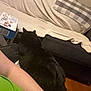 black_cat, cat, indoor, couch, blanket, pillow, plaid, person, arm, green_shirt, wooden_floor, window, curtains, cozy, relaxing, furniture, home, animal, pet, resting