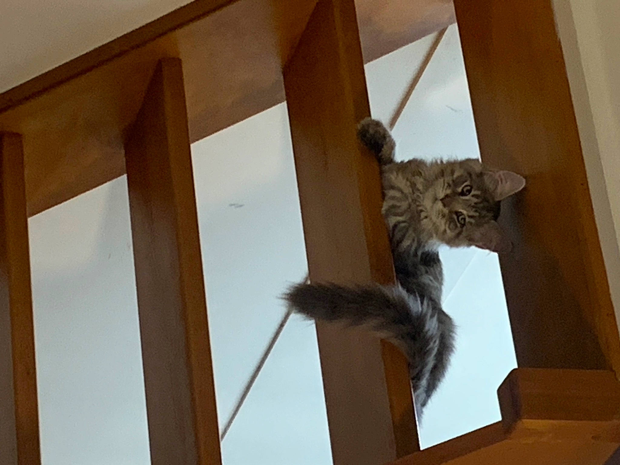 Thirion a rejoint le concours — aidez-le/la à gagner de superbes lots ! animal_shelter, building, carnivore, cat, cat_supply, domestic_short_haired_cat, felidae, fur, hardwood, pet_supply, plywood, small_to_medium_sized_cats, tail, whiskers, window, wood, wood_stain