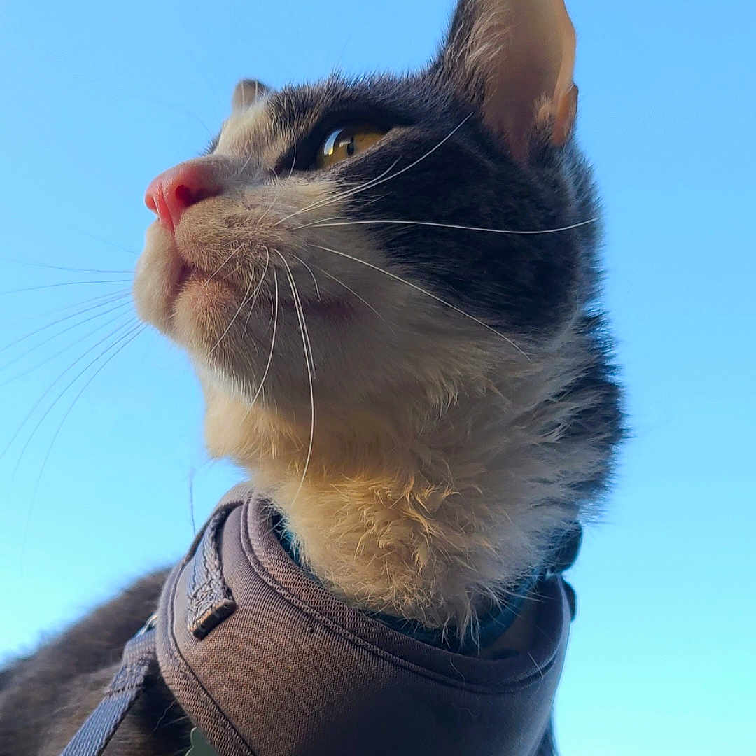 Aslan is registered to the contest to win money with this photo: abyssinian, accessories, animal, bodypart, canine, cat, collar, dog, formalwear, harness, husky, kitten, leash, manx, mouth, person, pet, snout, strap, tie