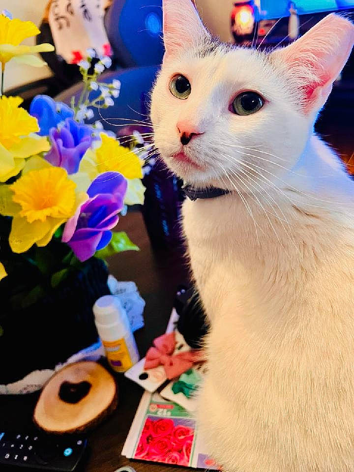 Sweet Pea joined the competition — help win amazing prizes! angora, animal, cat, daisy, document, flower, flowerarrangement, flowerbouquet, furniture, kitten, person, pet, petal, photobombing, plant, pottedplant, purple, receipt, text, urban