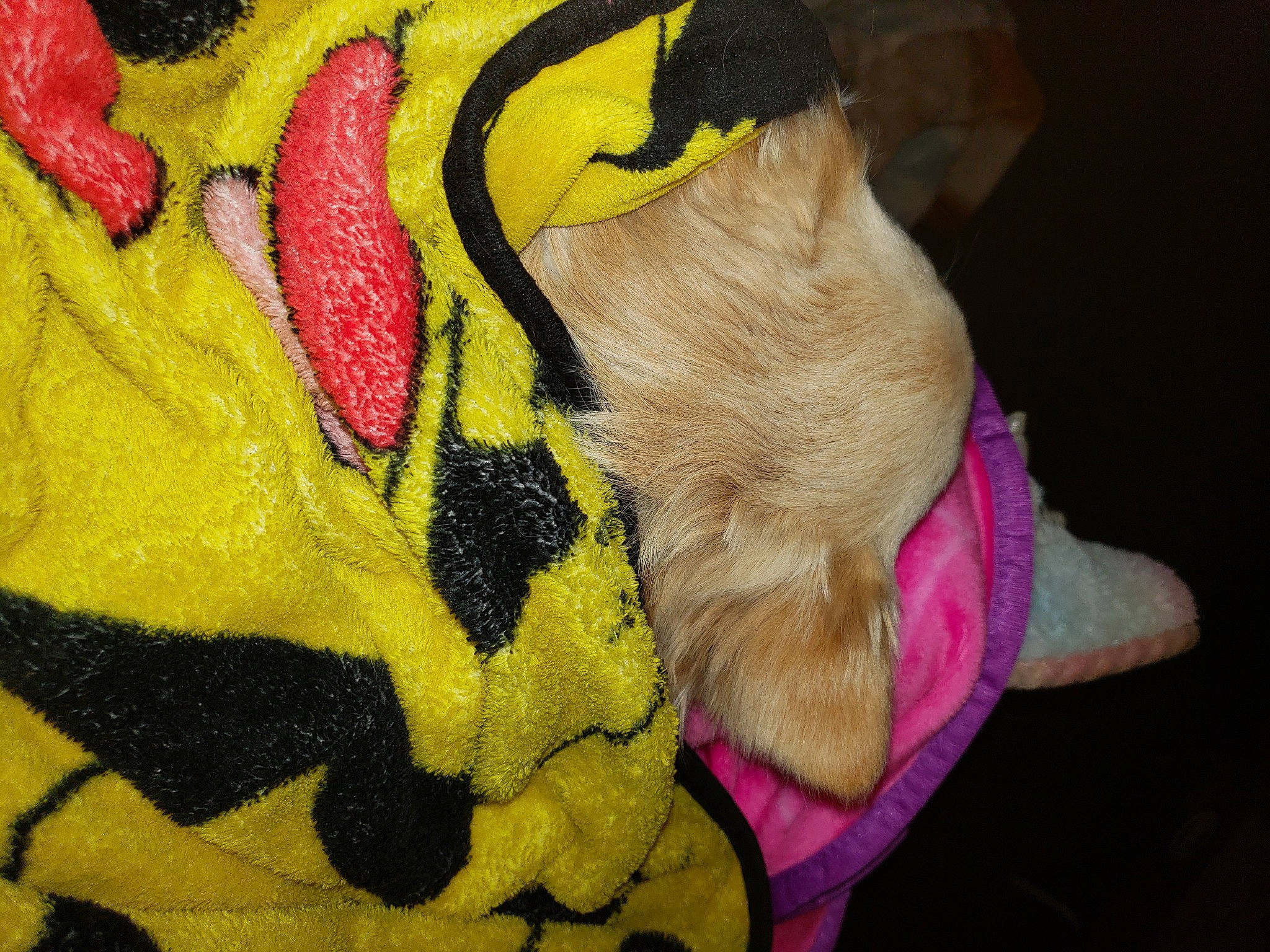 Diesel joined the competition — help win amazing prizes! bag, carnivore, comfort, dog, dog_breed, dog_supply, fawn, felidae, fur, linens, magenta, personal_protective_equipment, pink, plush, small_to_medium_sized_cats, snout, stuffed_toy, tail, toy, working_animal