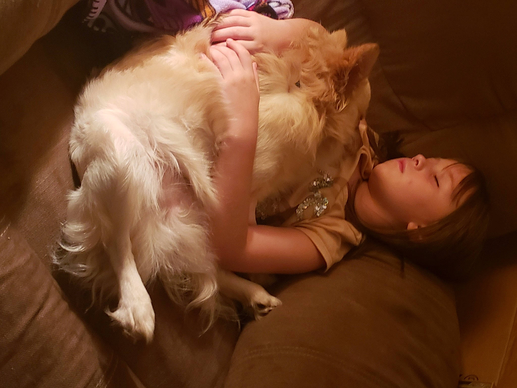 Diesel is registered to the contest to win money with this photo: abdomen, brown_hair, carnivore, comfort, companion_dog, dog_breed, dress, event, fawn, felidae, flash_photography, fur, fur_clothing, gesture, happy, long_hair, small_to_medium_sized_cats, tail, trunk, whiskers