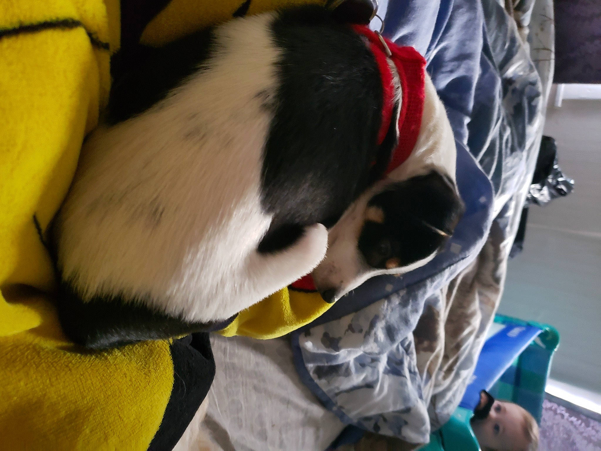 Trinity joined the competition — help win amazing prizes! canidae, carmine, carnivore, claw, collar, comfort, companion_dog, dog, dog_breed, felidae, fur, lap, non_sporting_group, paw, personal_protective_equipment, puppy, small_to_medium_sized_cats, sporting_group, tail, whiskers