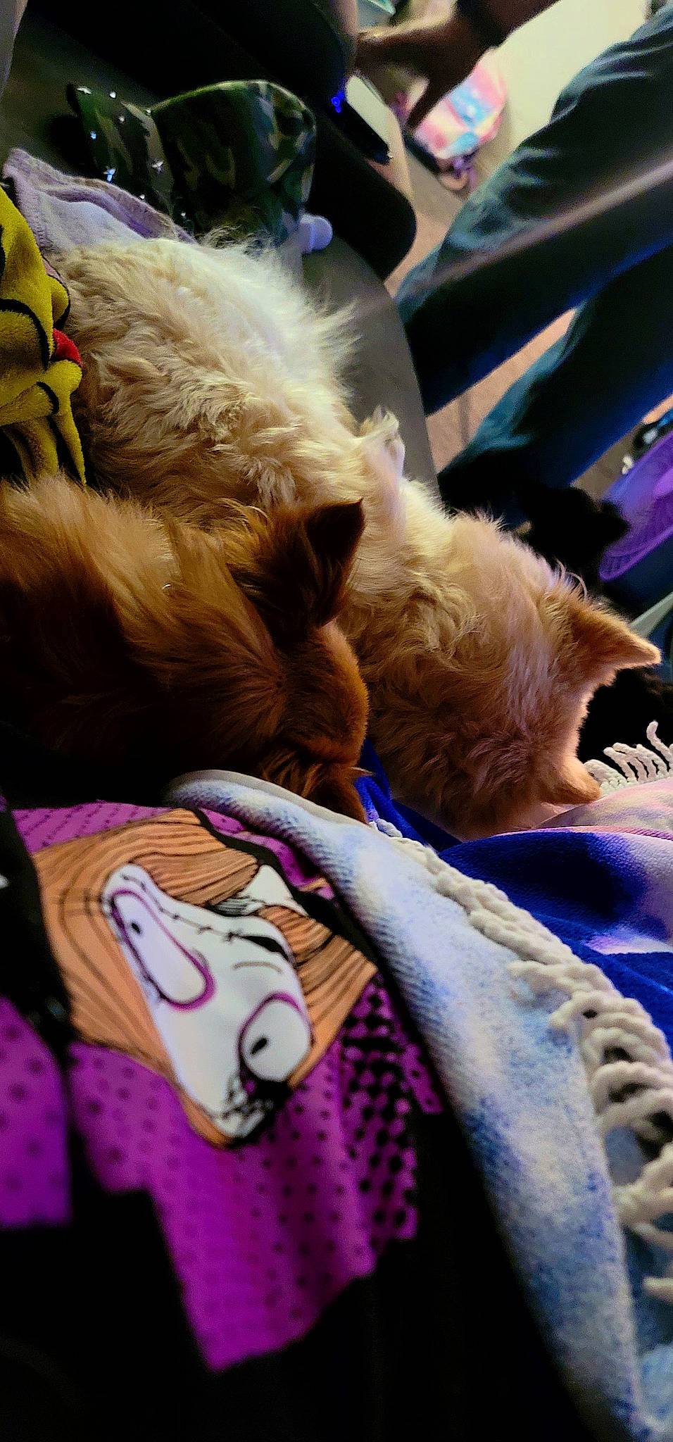 Brownie is registered to the contest to win money with this photo: canidae, carnivore, companion_dog, dog_breed, fawn, felidae, fun, fur, human_leg, leash, nap, paw, purple, selfie, small_to_medium_sized_cats, snout, sporting_group, tail, toy_dog, whiskers