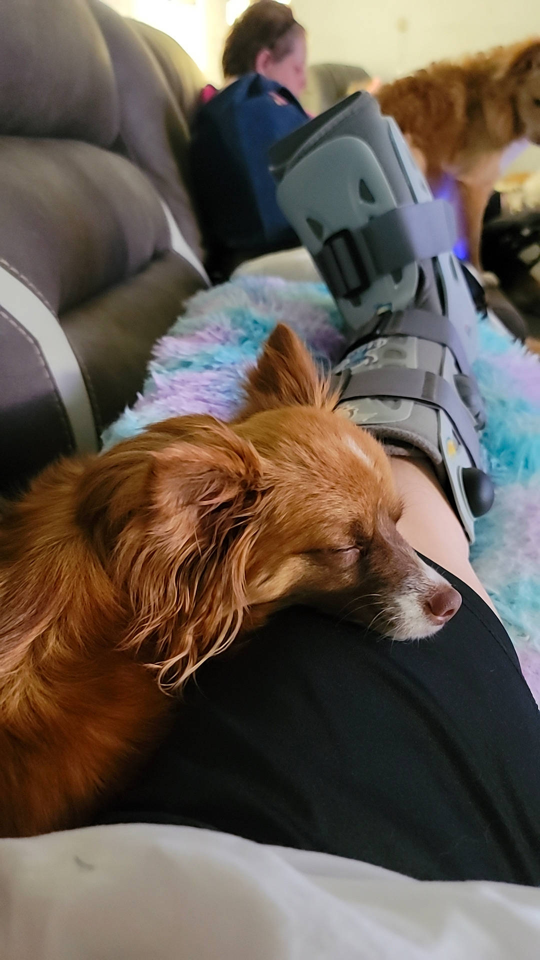 Brownie joined the competition — help win amazing prizes! aircraft, canidae, carnivore, comfort, companion_dog, dog, dog_breed, fawn, fur, human_leg, lap, liver, nap, sitting, snout, sporting_group, terrier, thigh, toy_dog, whiskers