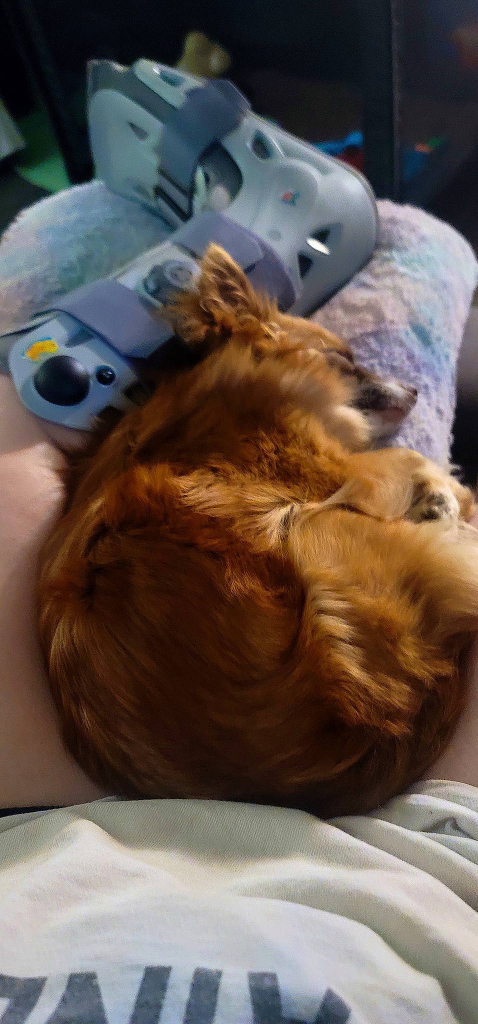 Brownie is registered to the contest to win money with this photo: canidae, carnivore, comfort, companion_dog, dog, dog_breed, ear, eyewear, fawn, felidae, fur, helmet, liver, nap, personal_protective_equipment, small_to_medium_sized_cats, snout, sporting_group, whiskers, working_animal