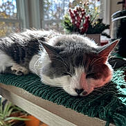 Eli is registered to the contest to win money with this photo: cat, sleeping, indoor, green_blanket, wooden_surface, window, natural_light, plant, blurred_background, cozy, pet, feline, resting, domestic_animal, sunlight, houseplant, relaxation, closeup, fur, whiskers