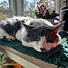 cat, sleeping, indoor, green_blanket, wooden_surface, window, natural_light, plant, blurred_background, cozy, pet, feline, resting, domestic_animal, sunlight, houseplant, relaxation, closeup, fur, whiskers