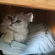Bennett participe au concours pour gagner de l'argent avec cette photo : cat, fluffy, long_hair, silver_fur, white_fur, green_eyes, pet, animal, sitting, lying_down, books, papers, shelf, wood, indoors, portrait, whiskers, ears, cute, curious