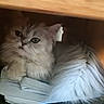 cat, fluffy, long_hair, silver_fur, white_fur, green_eyes, pet, animal, sitting, lying_down, books, papers, shelf, wood, indoors, portrait, whiskers, ears, cute, curious