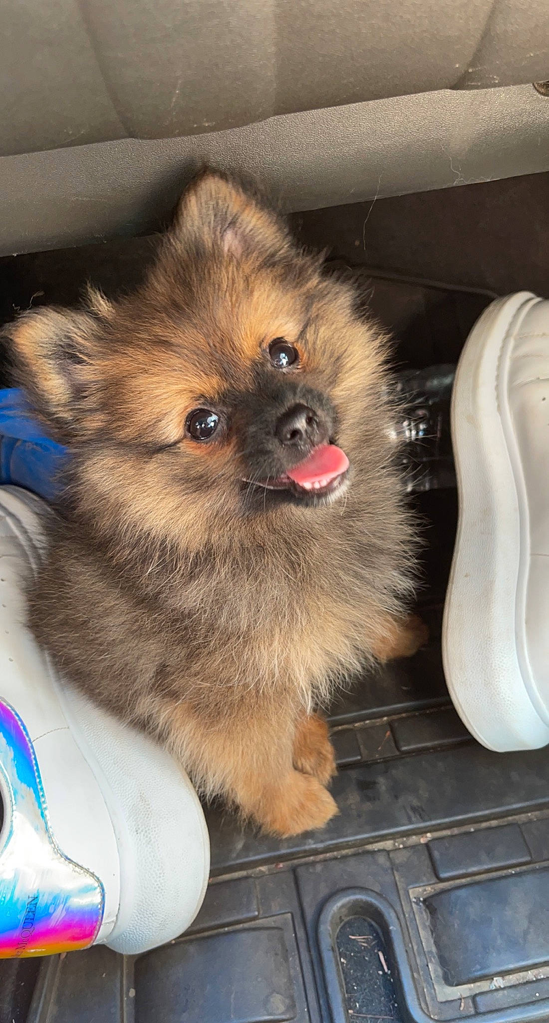 Naya a rejoint le concours — aidez-le/la à gagner de superbes lots ! canidae, carnivore, companion_dog, dog, dog_breed, dog_supply, fawn, fur, german_spitz, german_spitz_klein, keeshond, liver, snout, spitz, sporting_group, terrestrial_animal, toy_dog, volpino_italiano, whiskers, working_animal