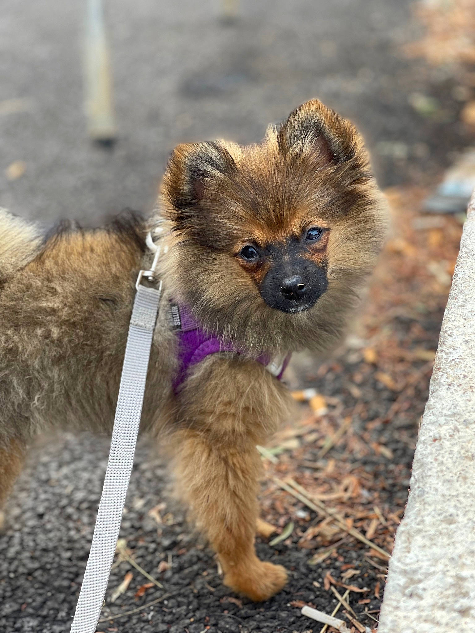 Naya participe au concours pour gagner de l'argent avec cette photo : canidae, carnivore, claw, collar, companion_dog, dog, dog_breed, eye, fawn, fur, leash, paw, snout, sporting_group, tail, terrestrial_animal, terrier, toy_dog, whiskers, wildlife