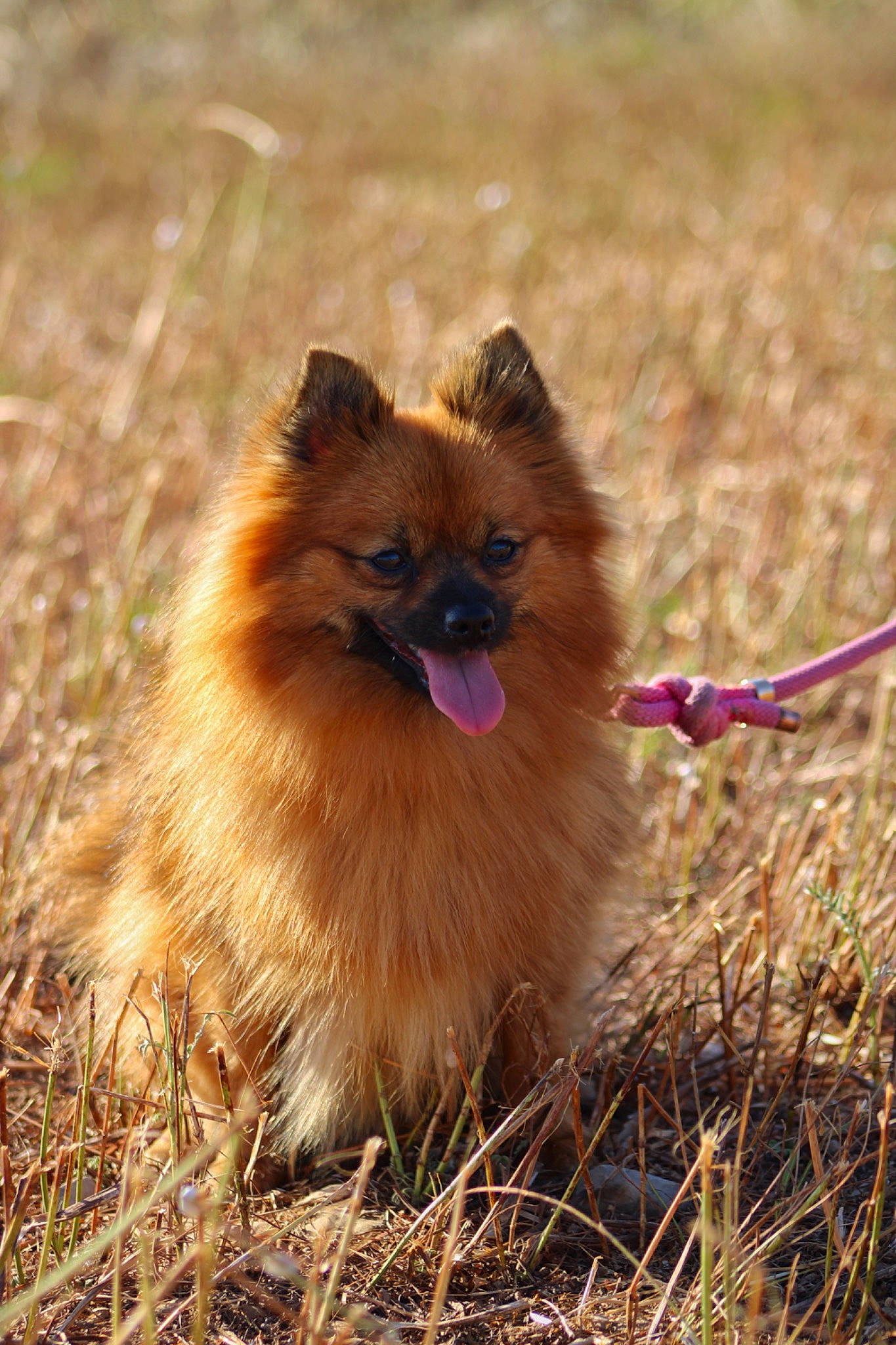 Naya a rejoint le concours — aidez-le/la à gagner de superbes lots ! canidae, carnivore, companion_dog, dog, dog_breed, fawn, fur, german_spitz, german_spitz_klein, german_spitz_mittel, grass, snout, spitz, sporting_group, tail, terrestrial_animal, toy_dog, volpino_italiano, whiskers, wildlife