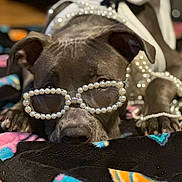 Skylar joined the competition — help win amazing prizes! dog, pearl_glasses, pearls, blanket, brown_dog, accessory, pet, indoor, close_up, face, animal, resting, cute, fashion, wearing, portrait, decorative, laying_down, floor, expression