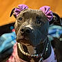 Skylar joined the competition — help win amazing prizes! dog, black_dog, close_up, purple_bows, pearl_necklace, pink_outfit, leopard_print, pet, animal, cute, indoor, portrait, curious, ears, collar, costume, fashion, domestic_animal, looking, soft_background