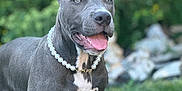 Skylar joined the competition — help win amazing prizes! dog, gray_dog, pearl_necklace, grass, outdoor, pet, canine, happy, tongue_out, ears_up, muscular, background_blur, nature, summer, animal, portrait, muzzle, collar, cute, friendly