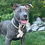 animal, background_blur, canine, collar, cute, dog, ears_up, friendly, grass, gray_dog, happy, muscular, muzzle, nature, outdoor, pearl_necklace, pet, portrait, summer, tongue_out