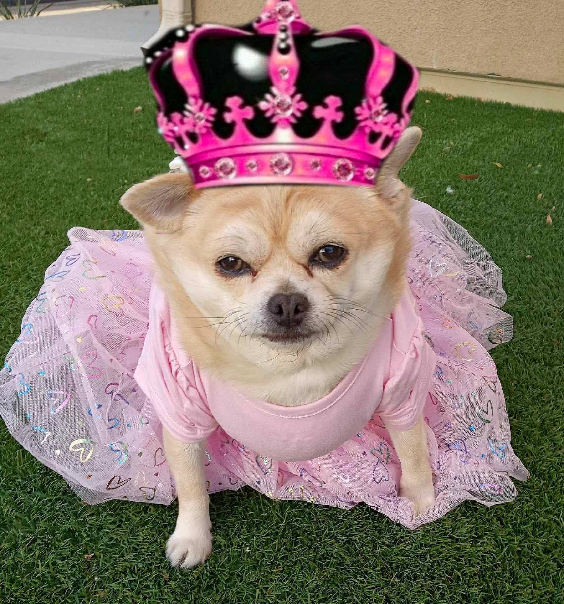Miss Sofia is registered to the contest to win money with this photo: basket, carnivore, companion_dog, costume_hat, crown, dog, dog_breed, dog_clothes, dog_supply, fashion_accessory, fawn, grass, hat, headgear, mammal, party_hat, pink, plant, toy_dog, working_animal